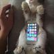 Illustration for article titled Dont Use Real Rabbits as Your Smartphone Case